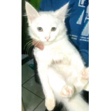 Gatinha Angora Branquinha 90