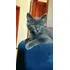 Gatinha Angorá Cinza Azul 5 Meses Castrada Linda