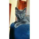 Gatinha Angora Cinza Azul
