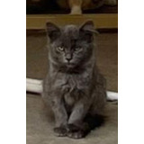 Gatinha Angora Cinza Azul