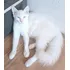 Gatinho Angorá Branquinho 3 Meses Lindão Olhos Azuis