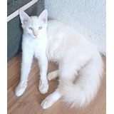 Gatinho Angora Branquinho 3