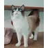 Gatinho Ragdoll Marvilhoso Macho Castrado 6meses Exuberante