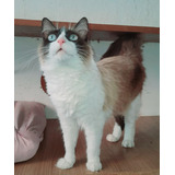 Gatinho Ragdoll Marvilhoso Macho