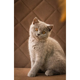 Gato British Shorthair Fêmea Miau British Pedigree 