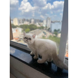 Gato Filhote Persa Exótico Sp E Abc Entrego Vacinado E Vermf