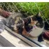 Gato Persa Exótico Fêmea