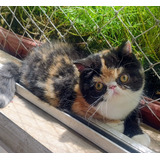 Gato Persa Exotico Femea