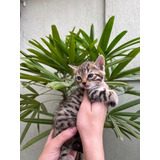 Gatos Bengal Lindos Filhotes M/f Presentão Entrego Hoje