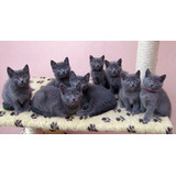 Gatos Cinza Blue Chartreux