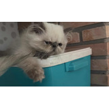 Gatos Persas  