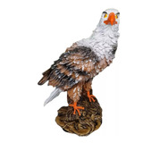 Gaviao Espantalho Expulsa Pombos