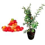 Generico Muda De Acerola