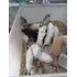 Gerbil Ou Esquilo Da Mongólia  Varias Cores  Machos E Femeas