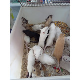 Gerbil Ou Esquilo Da