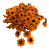 Girassol 100 Cabecas C
