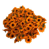 Girassol 100 Cabecas C