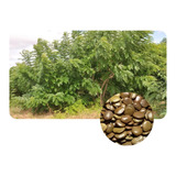 Gliricidia 300 Sementes Adubo