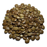 Gliricidia 600 Sementes Adubo