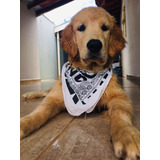 Golden Retriever Filhotes 