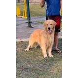 Golden Retriever Legitimo 