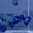 Guppy Moscow Blue  casal 