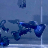 Guppy Moscow Blue casal