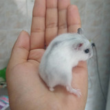 Hamster Anão Russo  Cores Diversas Preço Por Tempo Limitado