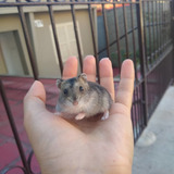 Hamster Anão Russo Filhotes