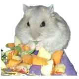 Hamster Anao Russo Pelagem
