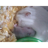 Hamster Anao Russo Perola