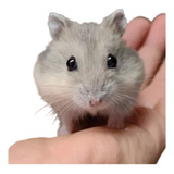 Hamster Anao Russo Ramister
