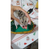 Hamster Anao Russo 