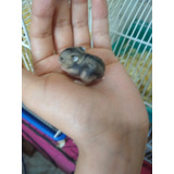Hamster Chines Filhotes