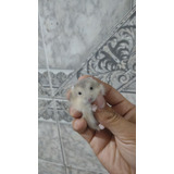 Hamster Russo Padrão Saphira   Entrega