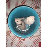 Hamster Sirio Angora Aqui