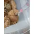 Hamster Sírio Angorá