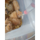 Hamster Sirio Angora 