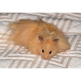 Hamster Sirio Da Raca