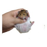 Hamster Sirio Filhotes 