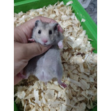 Hamster Sirios Filhotes 