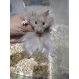 Hamster Sirios  