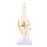 Healvian Modelo Joelho Modelo De Articulação Do Joelho Para Ensino Biologia Modelos Articulação Do Joelho Humano Modelo De Articulação Do Joelho De Simulação Pessoa Real PVC