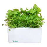 Horta Jardineira Auto Irrigavel Com 6 Vasos P Temperos