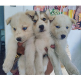 Husky Siberiano Lindos Filhotes