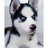 Husky Siberiano Pedigree E