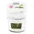 Hygrophila Araguaia Lancea In Vitro Plant Farm