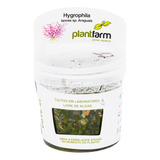 Hygrophila Araguaia Lancea In