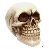Im188 Cranio Caveira Newton P Esqueleto