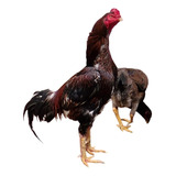 Indio Combatente Ovos Galados